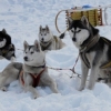 suivre les courses de chiens dans la neige, ballade en traineaux avec les chiens mushers
